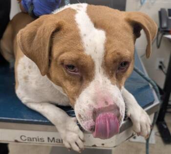 American Bulldog and Mixed Breed Dogs Available for Adoption - RANGER | PetCurious