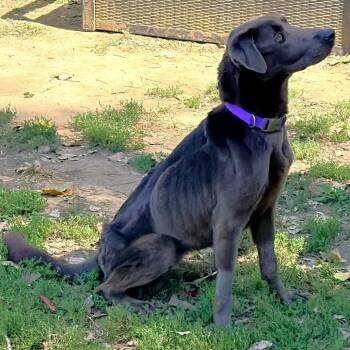 Brownie -  Labrador Retriever Dog for Adoption in Warrensburg, Missouri - Brownie | PetCurious