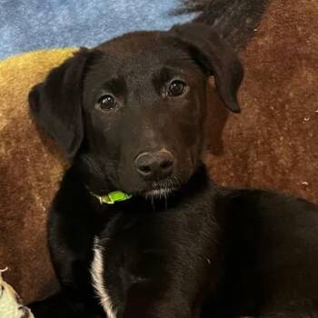 Megan Moroney -  Mixed Breed Dog Available for Adoption in Nantucket, Massachusetts - Megan Moroney | PetCurious