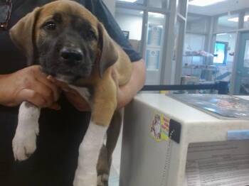 A480302 -  German Shepherd Dog Dog for Adoption in Oklahoma City, Oklahoma - A480302 | PetCurious