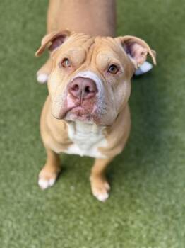 Croptop -  Pit Bull Terrier and Mixed Breed Dog for Adoption in Atlanta, Georgia - Croptop | PetCurious