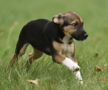 Remi -  Shepherd and Australian Cattle Dog Blue Heeler Dog for Adoption in Mechanicsburg, Pennsylvania - Remi | PetCurious