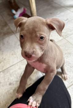 Morticia -  Terrier Dog for Adoption in Grand Rapids, Michigan - Morticia | PetCurious