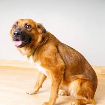 Gamora D70560 -  German Shepherd Dog and Mixed Breed Dog for Adoption in Minnetonka, Minnesota - Gamora D70560 | PetCurious