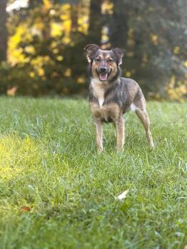 Eliza -  German Shepherd Dog and Mixed Breed Dog for Adoption in Gradyville, Kentucky - Eliza | PetCurious