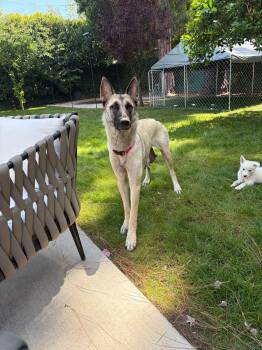 Shepherd Dogs Available for Adoption in Santa Monica, California - Janie | PetCurious