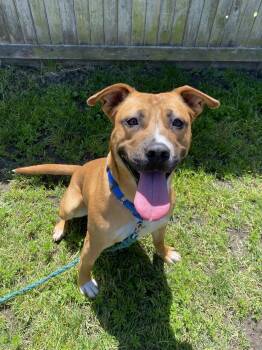 Eugene - ADOPTABLE -  Pit Bull Terrier Dog for Adoption in Chilliwack, British Columbia - Eugene - ADOPTABLE | PetCurious