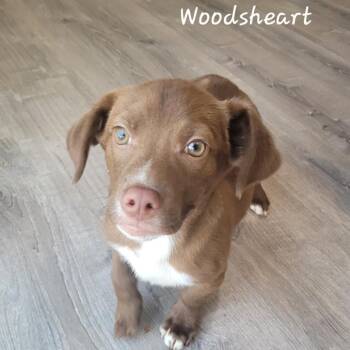 Mixed Breed Dogs Available for Adoption - Woodsheart | PetCurious