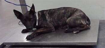BROOKE -  Dutch Shepherd and Mixed Breed Dog for Adoption in Houston, Texas - BROOKE | PetCurious