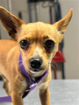 Chihuahua Dogs Available for Adoption - DAISY | PetCurious
