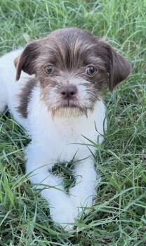 London -  Shih Tzu and Yorkie Poo Dog for Adoption in Forney, Texas - London | PetCurious