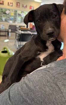 Found stray: Raven -  Labrador Retriever Dog for Adoption in Rockwall, Texas - Found Stray: Raven | PetCurious