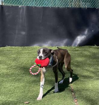 Mixed Breed Dogs Available for Adoption - Fidget | PetCurious