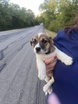 Ethel -  Labrador Retriever and Beagle Dog for Adoption in Sanger, Texas - Ethel | PetCurious