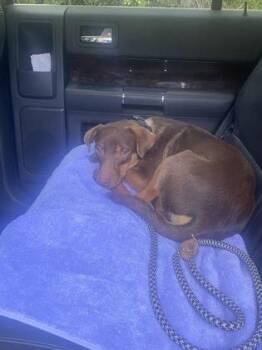 Labrador Retriever and Mixed Breed Dogs Available for Adoption in Gainesville, Florida - Dunkin | PetCurious