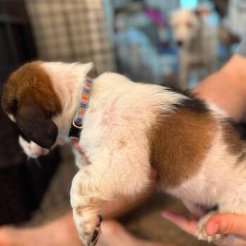 Stella -  Dachshund and Mixed Breed Dog for Adoption in Helena, Alabama - Stella | PetCurious