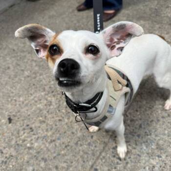Gisela -  Chihuahua Dog Available for Adoption in New York, New York - Gisela | PetCurious