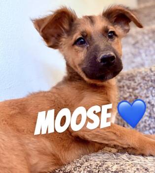 Moose -  German Shepherd Dog and Belgian Shepherd Malinois Dog for Adoption in Felton, Pennsylvania - Moose | PetCurious