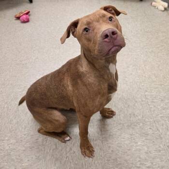 Dee Dee -  Pit Bull Terrier Dog for Adoption in Chatham, Virginia - Dee Dee | PetCurious