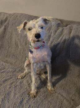 Miniature Schnauzer Dogs Available for Adoption in Jamestown, North Dakota - Gretta | PetCurious