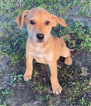 Ridge -  German Shepherd Dog and Labrador Retriever Dog for Adoption in Glocester, Rhode Island - Ridge | PetCurious