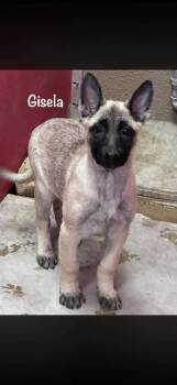 German Shepherd Dog and Belgian Shepherd Malinois Dogs Available for Adoption in Fredonia, Wisconsin - Gisela II | PetCurious