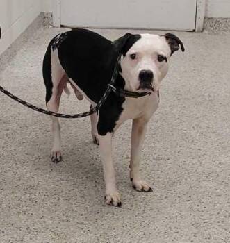 Sir Royal -  Pit Bull Terrier and Mixed Breed Dog for Adoption in Kansas City, Missouri - Sir Royal | PetCurious