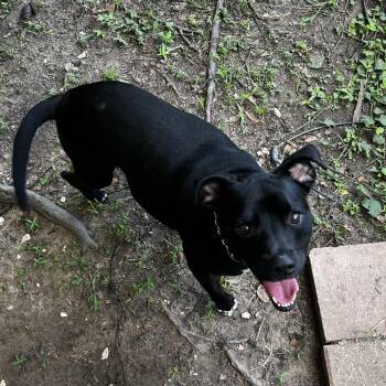 Shadow -  Terrier Dog for Adoption in Lakeland, Florida - Shadow | PetCurious