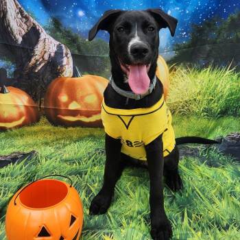 Rescue German Shepherd Dog and Pit Bull Terrier Dogs for Adoption in Austin, Texas - Koda Bear CMc | PetCurious