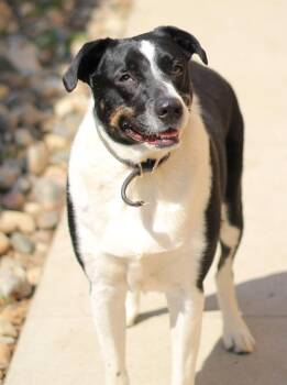 Border Collie and Mixed Breed Dogs Available for Adoption - Tip | PetCurious