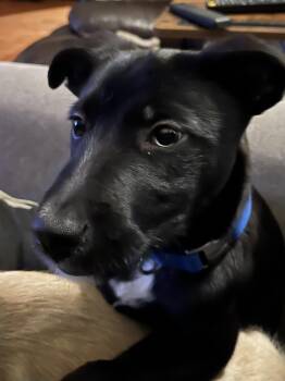 Shepherd and Terrier Dogs Available for Adoption in Severance, Colorado - Tyler | PetCurious