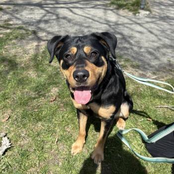 Rottweiler Dogs Available for Adoption in Billerica, Massachusetts - Cannoli | PetCurious