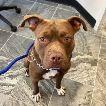 Pit Bull Terrier and Terrier Dogs Available for Adoption in Clearwater, Florida - Cookie | PetCurious