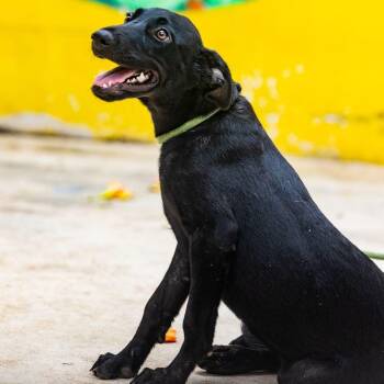 Onyx -  Labrador Retriever and Whippet Dog for Adoption in New York, New York - Onyx | PetCurious