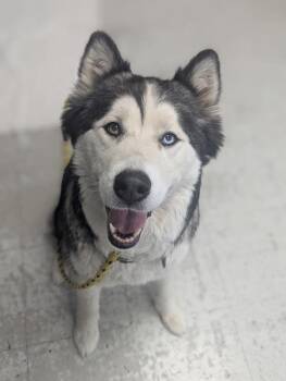 Nova -  Siberian Husky Dog for Adoption in Salt Lake City, Utah - Nova | PetCurious