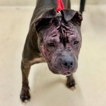 Destiny- 53966 -  Pit Bull Terrier Dog for Adoption in Columbia, Maryland - Destiny- 53966 | PetCurious