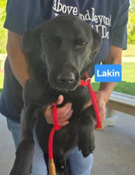 Black Labrador Retriever Dogs Available for Adoption in Clinton, Missouri - Lakin | PetCurious