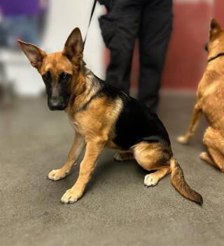 German Shepherd Dog Dogs Available for Adoption in San Antonio, Texas - ARTEMIS | PetCurious