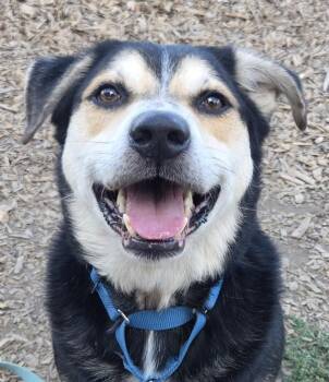 Ronathan -  Siberian Husky and German Shepherd Dog Dog for Adoption in Salem, Oregon - Ronathan | PetCurious