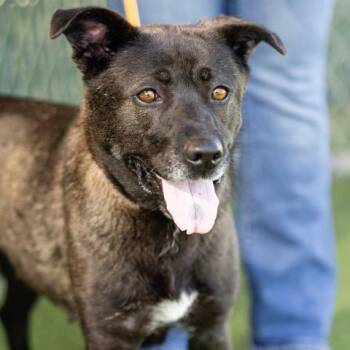 YINNY -  German Shepherd Dog and Mixed Breed Dog for Adoption in Camarillo, California - YINNY | PetCurious