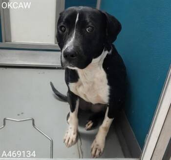 Pit Bull Terrier Dogs Available for Adoption - LUCY | PetCurious