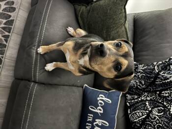 Rescue Plott Hound and Terrier Dogs for Adoption in Palm Coast, Florida - Athena | PetCurious