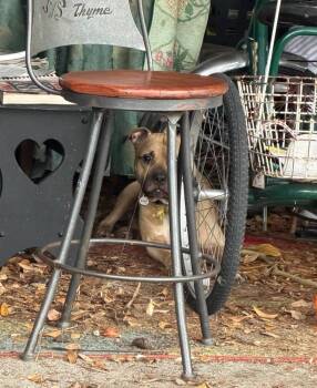 Buddy -  American Bulldog Dog for Adoption in Lakeland, Florida - Buddy | PetCurious