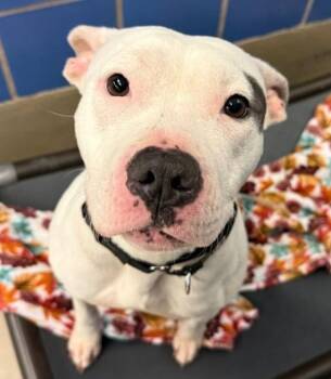 Pit Bull Terrier Dogs Available for Adoption - Thelma | PetCurious