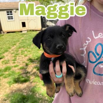 Shepherd Dogs Available for Adoption in Brownsboro, Alabama - Maggie Bee | PetCurious