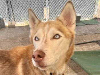 Nickel -  Mixed Breed Dog for Adoption in Georgetown, Texas - Nickel | PetCurious