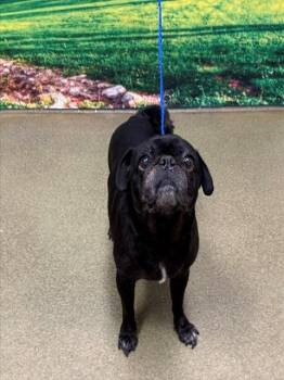 Rescue Pug and Mixed Breed Dogs for Adoption in Moreno Valley, California - LADYBUG | PetCurious