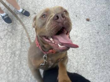 A389274 -  Pit Bull Terrier and Mixed Breed Dog for Adoption in Ocala, Florida - A389274 | PetCurious