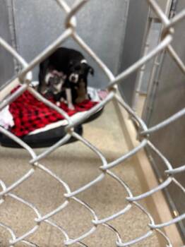 Pit Bull Terrier and Mixed Breed Dogs Available for Adoption - Sadie May | PetCurious