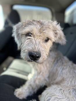 Elmo -  Terrier Dog for Adoption in Victorville, California - Elmo | PetCurious